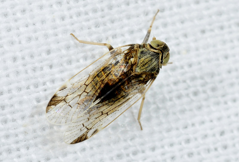 Cixiidae: Reptalus sp.
